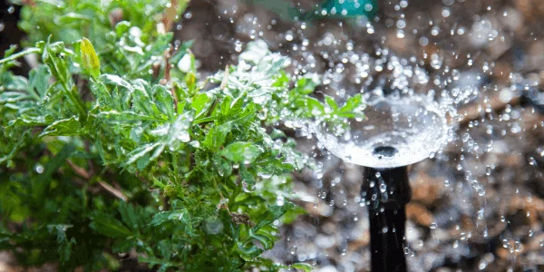 Sprinkler head watering green plants in a Tucson residential landscape